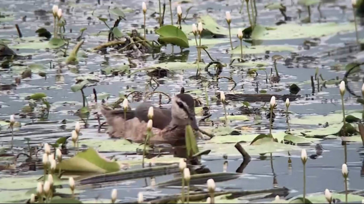 有民眾日前發現1隻迷鳥「棉鴨」現身高雄美濃湖畔的大灣棲地，穿梭在水生植物間與其他水鳥一起覓食，行為相當活潑，進食正常，看起來很健康。（美濃湖水雉棲地志工提供）