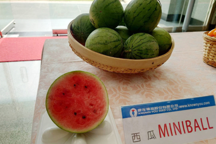 種苗業者研發新品種西瓜MINIBALL，每顆僅約400、500公克，對切後可直接用湯匙挖著吃，適合小家庭或個人食用。