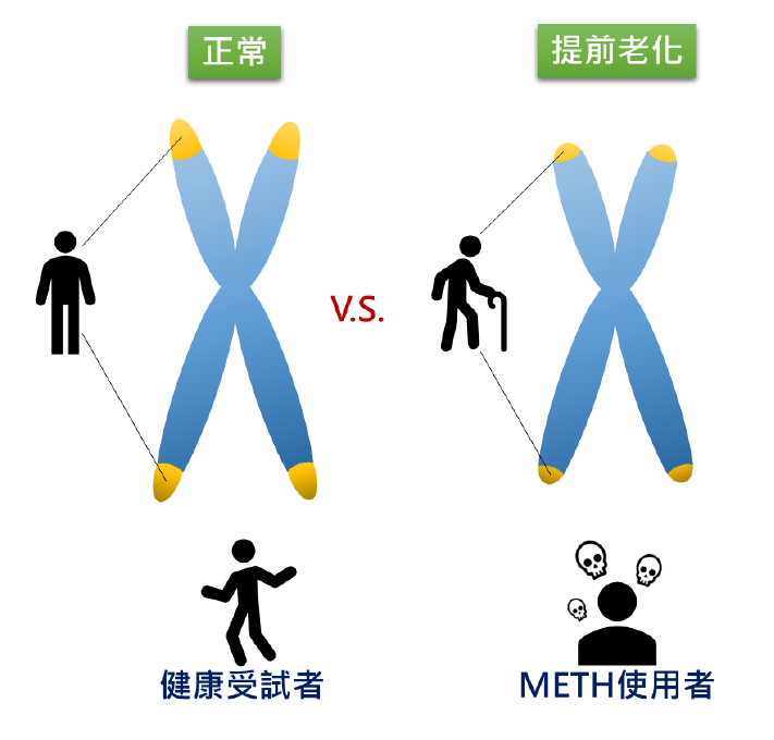 國衛院研究證實 使用甲基安非他命導致生理性提早老化