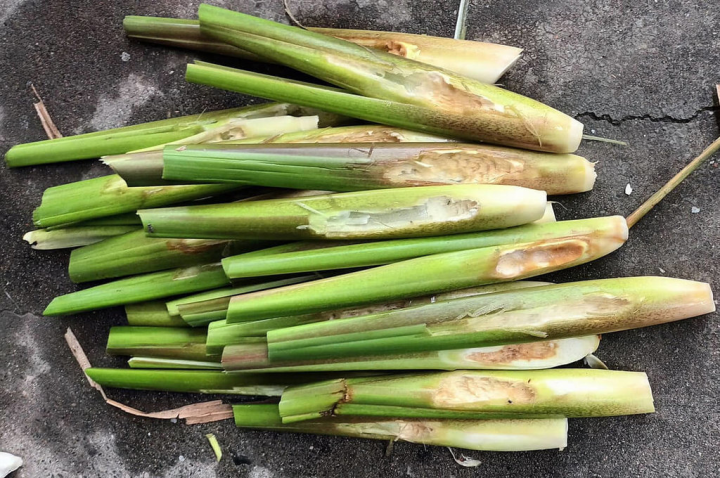 新北市農友13日表示，金山區種植的茭白筍有「美人腿」讚譽，但農田受水源上下游水質影響或品種因素，加上友善種植提供給大自然動物共同品嚐，常會有5成的蟲害與鳥害（圖），上市前會剔除外觀賣相不佳者。（農友提供）