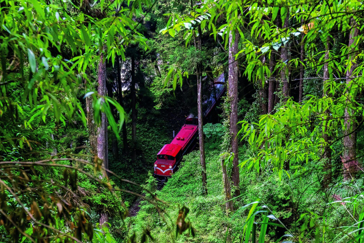 小火車穿梭在樹林間，童話感十足。