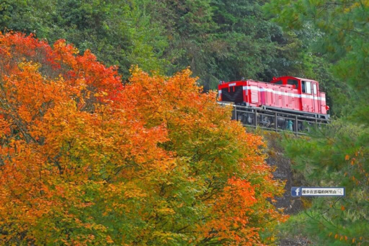 近日寒流來襲，讓阿里山國家森林遊樂區楓葉更紅了。圖為阿里山小火車穿過楓紅一景。（黃源明提供）
