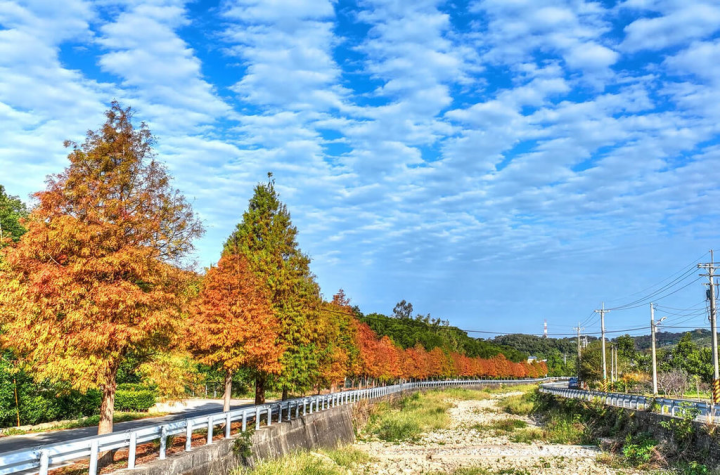苗栗縣通霄鎮城南里土城溪畔有一整排的落羽松，每年此時逐漸轉紅，形成美麗景致，在地攝影工作者張文煥拍下美景貼上網路與民眾分享。（張文煥提供）