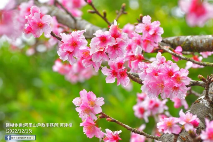 寒流來襲阿里山區氣溫降，近日嘉義縣樂野、石棹、奮起湖一帶櫻花綻放。圖為樂野迷糊步道的河津櫻。（黃源明提供）