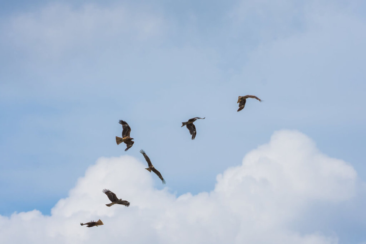 首頁 / 生活 保育類黑鳶族群穩定成長 879隻創30年新高 2022/12/30 19:36（12/30 20:16 更新） 台灣猛禽研究會與屏東科技大學野生動物保育研究所鳥類生態研究室調查今年黑鳶冬季數量為879隻，創下自1992年開始監測黑鳶族群數量迄今的新高點，顯示南北族群有感增加。（屏科大鳥類生態研究室提供）