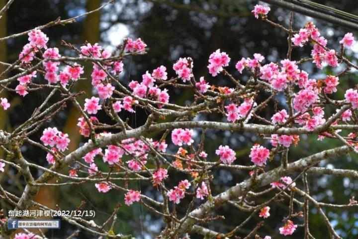 寒流來襲，阿里山區氣溫降低，近日嘉義縣樂野、石棹、奮起湖一帶櫻花已開花。圖為奮起湖的河津櫻。（黃源明提供）