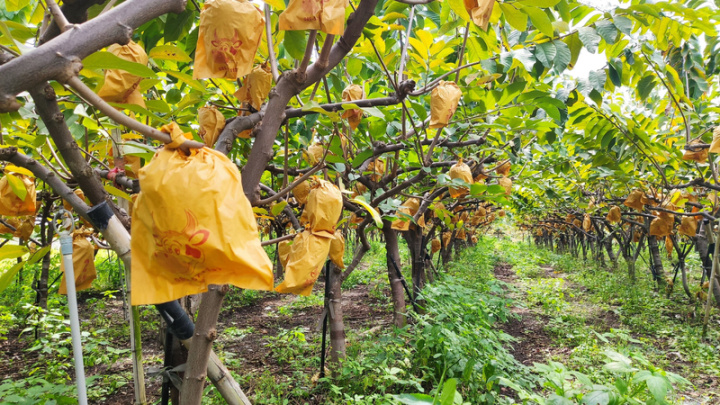 寒流來襲，台東地區評估17、18日溫度降至攝氏11至13度，恐造成釋迦裂果，台東區農業改良場呼籲，田間已套紙袋的果實，在低溫來臨前加套塑膠袋。