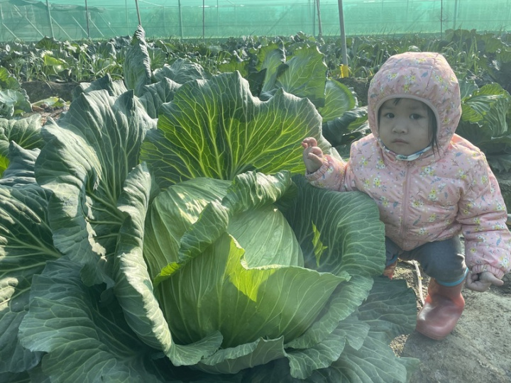 市售高麗菜種植期約70天，每顆重量約2、3台斤，而雲林縣農民廖永東種植的「巨無霸」高麗菜，種植期4個多月、重量逾25台斤，近日販售一顆販售500元，比臉還大的「巨無霸」高麗菜超吸睛。
