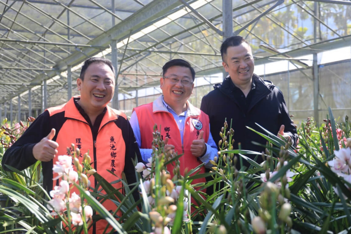 南投縣魚池鄉是國內虎頭蘭主要產地，正值蘭花產期，魚池鄉長劉啟帆（中）等人17日前往產地推廣，邀消費者選購作為春節應景花卉。（魚池鄉公所提供）