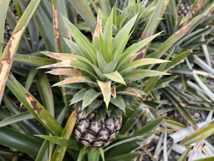 受大陸冷氣團影響，花蓮縣瑞穗鄉種植的鳳梨因受寒害，日前進行現地勘查，發現花葉有變色斑塊現象，受害面積約21公頃、農損金額估近新台幣300萬元，縣府爭取農委會現金救助。（花蓮縣政府提供）