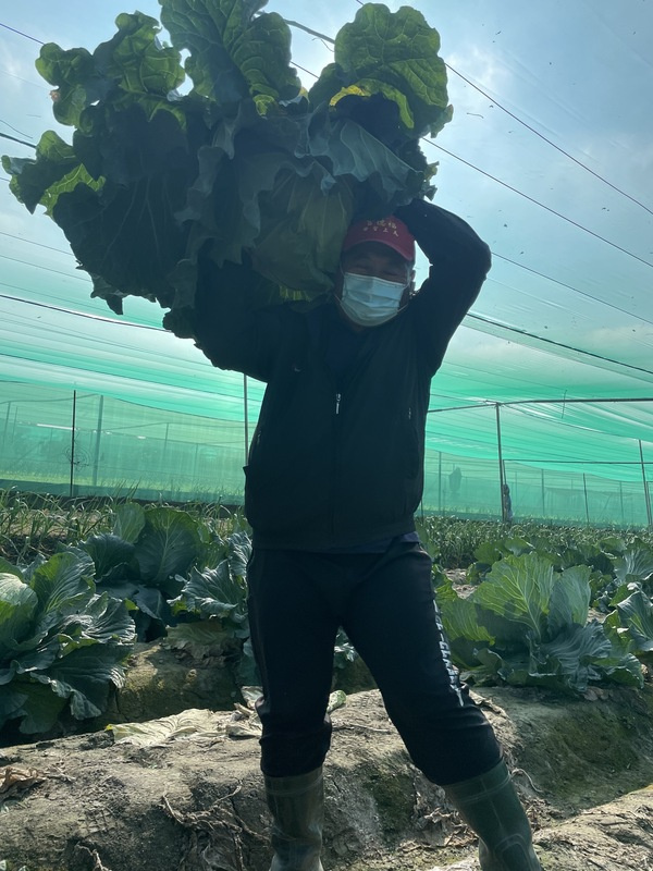 為了種植「巨無霸」高麗菜，雲林農民廖永東夫妻堅持不用藥，除了種植在網室內，生長期時，每天凌晨4、5時摸黑除蟲，甚至出動電蚊拍驅趕，這次育成率近8成，近日一顆高麗菜販售500元。
