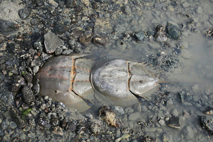 「青螺濕地」為澎湖重要的自然生態區之一，物種豐富，包括有水筆仔、海茄苳等紅樹林，潮間帶有石滬，周邊有魚蝦貝類、招潮蟹、中華三棘鱟等海洋物種。（澎湖農漁局提供）