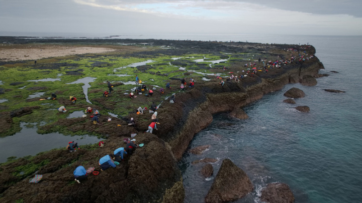 澎湖「姑婆嶼」的野生紫菜產量最大，每年都會在農曆春節前開放登島採收，澎湖赤崁龍德宮管理委員會13日開放300多人前往姑婆嶼採挽紫菜，場面壯觀。
