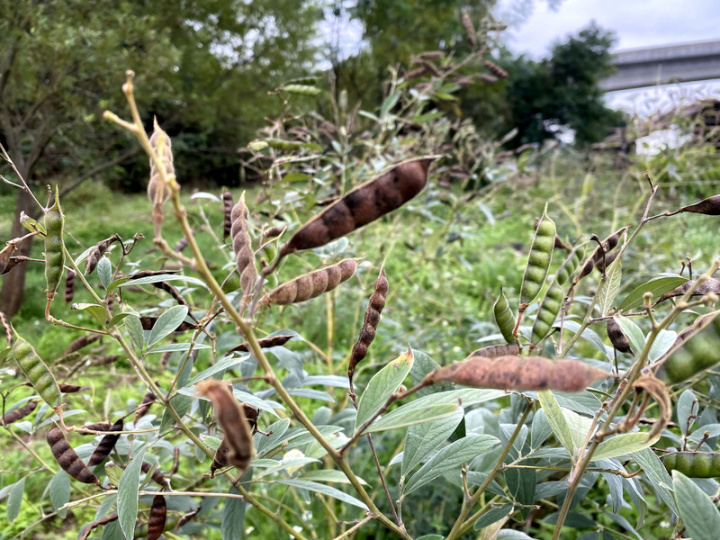 首頁 / 地方 都市裡的部落 Lipahak開心農場種原鄉樹豆 2023/1/27 10:25（1/27 11:46 更新） 新北市三峽區原住民族生活文化園區Lipahak開心農場是族人的桃花源，也種植原鄉部落常見樹豆（圖），象徵族人在都會區落地生根，但也不忘原鄉情懷。