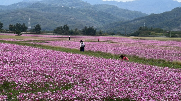 台東縣鹿野鄉二層坪水圳橋旁大片波斯菊花海景色如畫，吸引不少民眾前往拍照。（民眾提供）