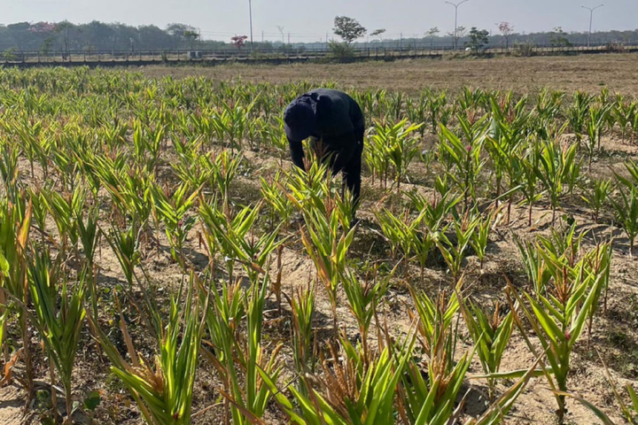 台南市環保局推廣以回收廚餘製成的自有品牌肥料「尚好肥」，與農民合作於歸仁區面積約1分的農地試種生長期較短的小艾玉米筍。（台南市環保局提供）