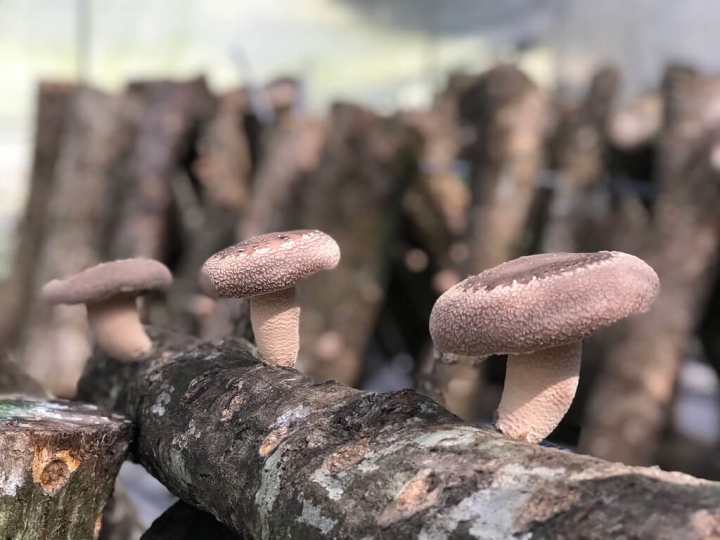嘉義林區管理處表示，近年輔導阿里山農民發展林下經濟，推廣培育段木香菇，因有獨特香氣，時常供不應求。（嘉義林管處提供）