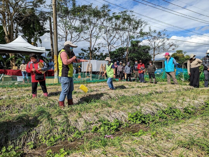 火蔥示範田田間觀摩與技術討論互動