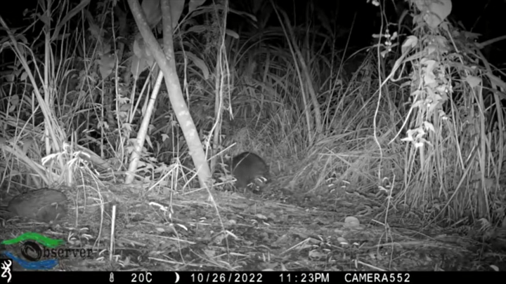 花蓮縣政府農業處日前表示，首次接到有關浣熊通報，將委託專業人員誘捕，再移送相關單位代管或飼育。