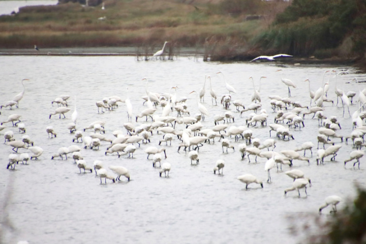 嘉義縣政府農業處14日表示，布袋濕地生態園區生態豐富，每年9月到隔年4月候鳥來臨季節，都會舉辦賞鳥活動，讓大眾認識鹽田水鳥與環境生態。圖為黑面琵鷺。（民眾提供）