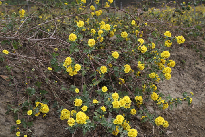 嘉義縣環保局10日表示，環保局與達和公司、嘉義大學在鹿草焚化廠區閒置土地成功復育台灣特有種阿里山油菊。