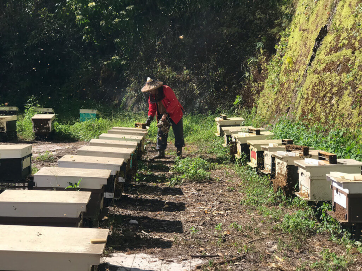 嘉義林區管理處表示，近年輔導阿里山農民發展林下經濟，推廣養蜂，各種蜂產品品質優良，獲得消費者青睞。（嘉義林管處提供）