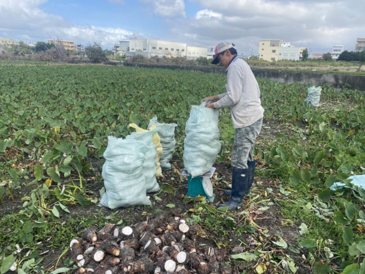 首頁 / 地方 芋頭產量增加價格下跌 中市府啟動收購加工措施 2023/1/3 12:10（1/3 13:21 更新） 台中市芋頭種植面積約占全國1/3，由於外縣市種植面積增加，使得芋頭批發價下跌，台中市政府農業局已啟動收購加工等機制，也呼籲民眾可以利用價格便宜時多採購。（台中市政府提供）
