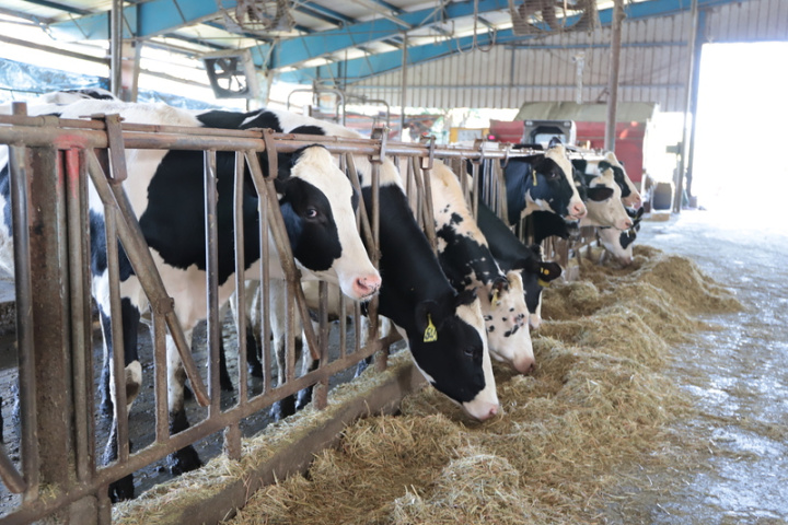 中興大學畜產試驗場目前場內有泌乳牛約40頭，乾乳牛與女牛約65頭。