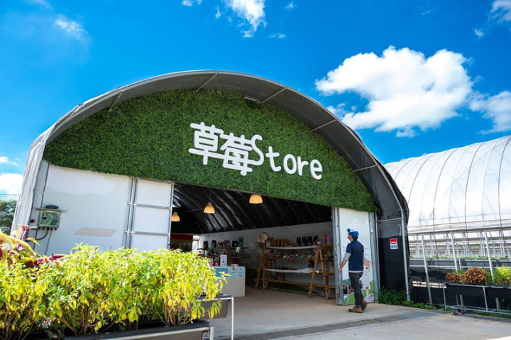 新光集團旗下新光合纖、新光綠寶攜手南方莊園度假飯店在桃園打造「草莓學校」，除了在草莓產季提供採摘體驗外，也有食農、生態教育導覽。（草莓學校提供）