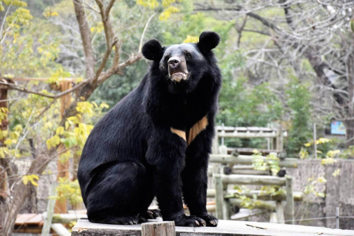 高雄壽山動物園的台灣黑熊「波比」曾因站立姿勢太像人類，被網友質疑是工讀生假扮，在網路掀起熱議。（高雄市觀光局提供）