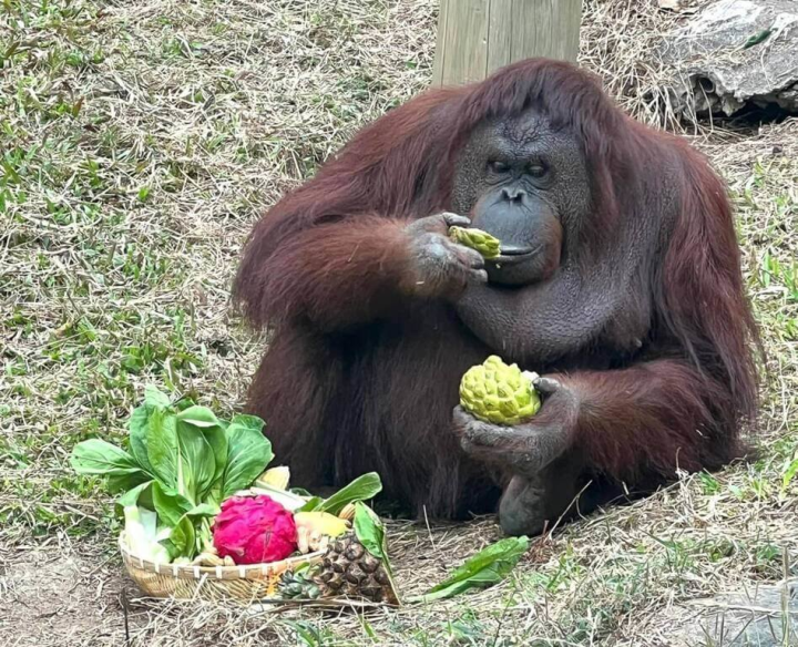 高雄壽山動物園的紅毛猩猩「咪咪」喜歡與人互動，且很聰明，常模仿人類的動作行為。（高雄市觀光局提供）