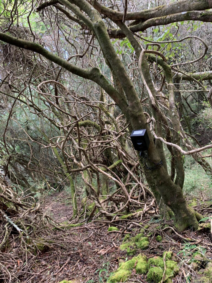 首頁 / 生活 嘉義林管處紅外線自動相機監測 保育物種繽紛入鏡 2023/1/31 13:37（1/31 15:01 更新） 嘉義林區管理處31日指出，生態監測紅外線自動相機常因民眾觸摸導致原本設定的角度跑掉，捕捉不到動物的身影，請民眾在野外看見紅外線自動相機，僅遠觀就好，切勿翻動。（嘉義林管處提供）