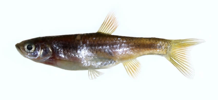 農委會17日預告修正草案，新增溪流細鯽（圖）、陳氏鰍鮀等「6種1屬」淡水魚為保育類野生動物。（圖取自中研院台灣魚類資料庫網頁fishdb.sinica.edu.tw）