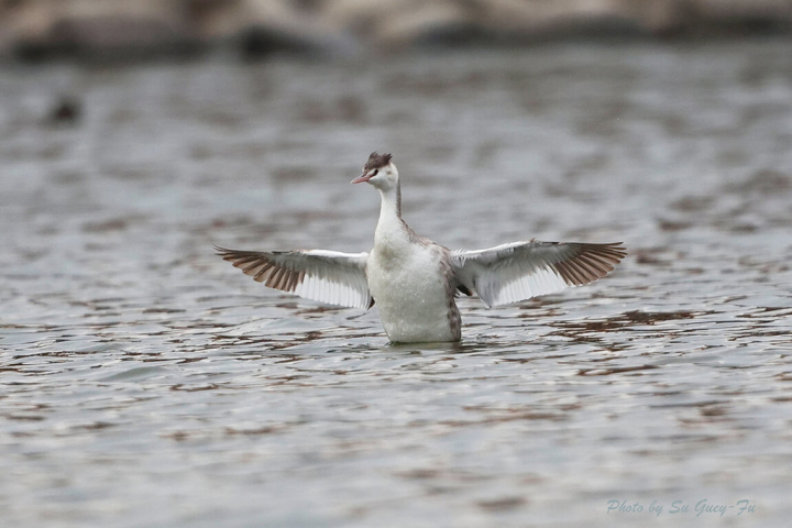 台灣罕見冬候鳥「冠鷿鷈」近日出現在高雄蓮池潭，讓許多鳥友都很驚喜，紛紛拍照留念。（蘇貴福提供）