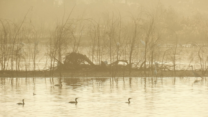 位於金門縣金寧鄉的慈湖是國家重要濕地，昔日兩岸對峙，種種軍事管制限制民眾親近水域；少了人為干擾，也讓慈湖濕地成了水鳥天堂。（許小西提供）