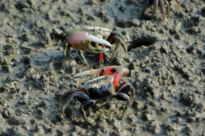 台南學甲濕地生態園區生態豐富，有不少蟹類棲息且容易觀察。（台南市生態保育學會提供）