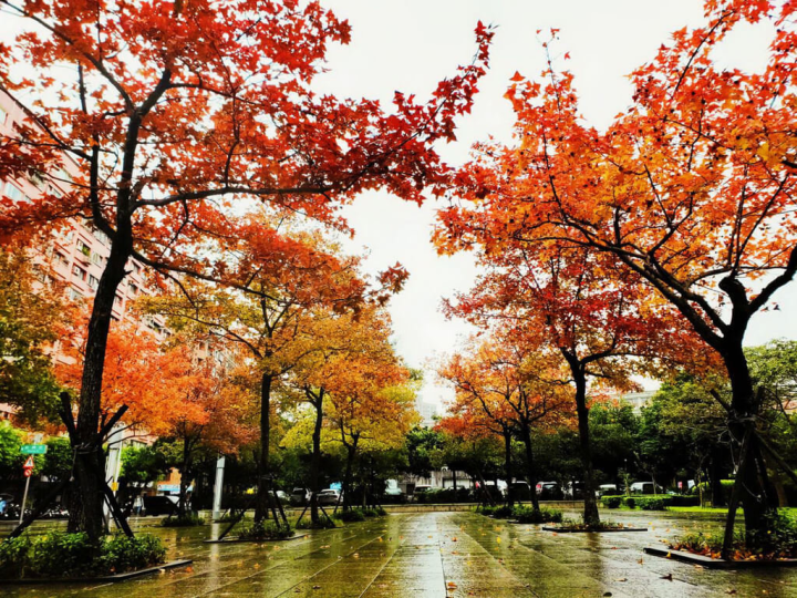 首頁 / 地方 氣溫低冷吹紅新北楓葉 公園換新裝引打卡熱 2023/1/6 14:09（1/6 14:31 更新） 新北市政府綠美化環境景觀處6日表示，中和區四號公園楓香爆紅，國立台灣圖書館前的楓香浪漫隧道吸引民眾前往打卡、拍照。（蘇國華提供）