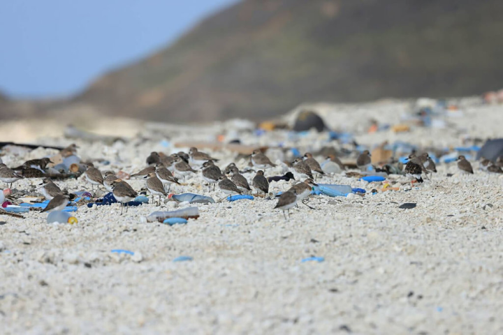 澎湖「青螺濕地」自然人文生態豐富，每年更有百餘種鳥類在此過境棲息、產卵，最為壯觀。（澎湖農漁局提供）