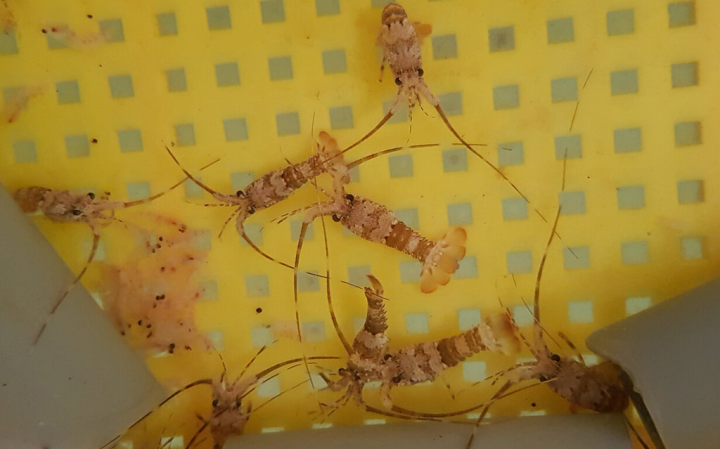 水試所突破龍蝦幼蝦育成率困境，從4成提高至7成，可配合「蝦電共生」設施養殖龍蝦，已有業者高度興趣，正洽談技轉中。（鄭明忠提供）