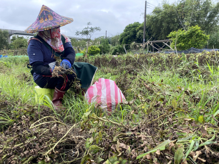 新北市三峽區原住民族生活文化園區安置三鶯聚落族人，戴著斗笠採花生的住民Sawmah表示，在都會裡的Lipahak開心農場耕作，可想念家鄉生活，無毒農產自給自足，還可供應小農市集。