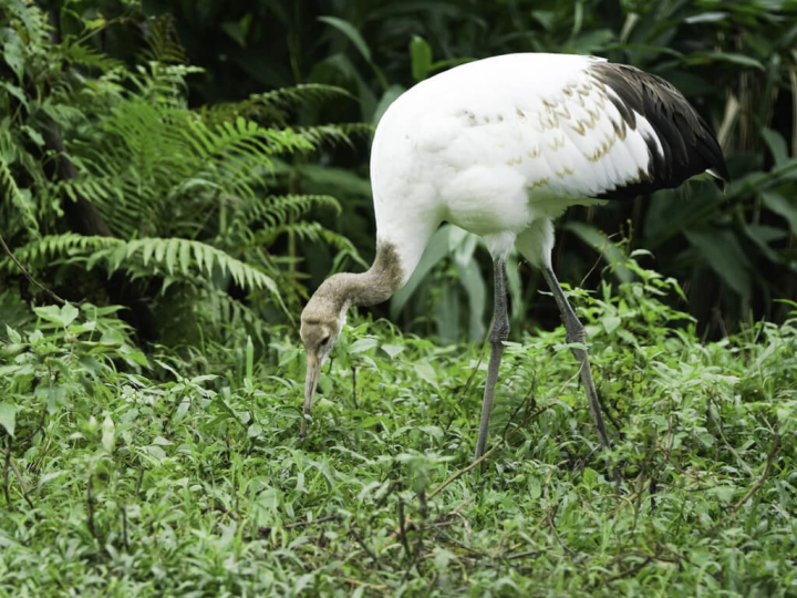 丹頂鶴Big和Kika從日本釧路市來到台北市立動物園後，終於產下寶寶「哩鶴」（圖），日本釧路市長蝦名大也將在11日來台探視這個小家庭。