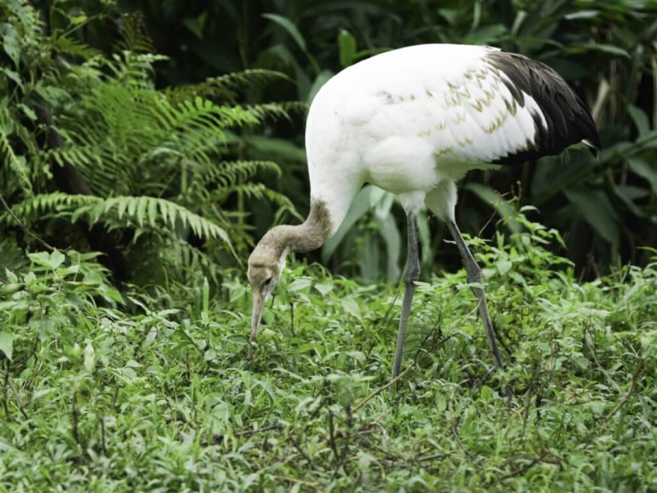 丹頂鶴Big和Kika從日本釧路市來到台北市立動物園後，終於產下寶寶「哩鶴」（圖），日本釧路市長蝦名大也將在11日來台探視這個小家庭。（台北市立動物園提供）