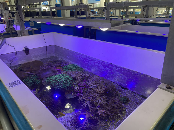 屏東海洋生物博物館海景公司2月起將推出新體驗活動「後場看個Go」，帶領民眾走進後場祕密花園，公開海龜收容救護、珊瑚復育的秘辛，並開放收藏逾2000種魚類標本的標本室，讓民眾近距離觀賞各種海洋生物標本樣貌。（海生館提供）