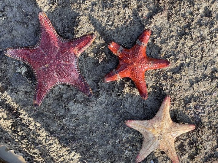 金門縣烈嶼鄉擁有蜿蜒20多公里的海岸線，潮間帶廣闊，海岸景觀多樣，也帶來生物無限生機。