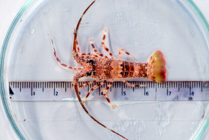 水試所突破龍蝦幼蝦育成率困境，從4成提高至7成，經多日培育，稚蝦體型已長大到4公分。 （鄭明忠提供）