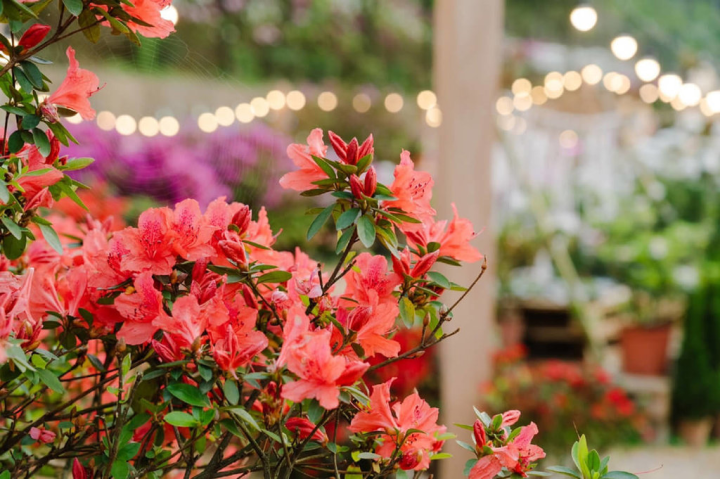 新北市萬里、金山是杜鵑花苗主要產區，全台8成杜鵑花來自萬金地區，預計2月底至3月上旬為盛開狀況。（農業局提供）