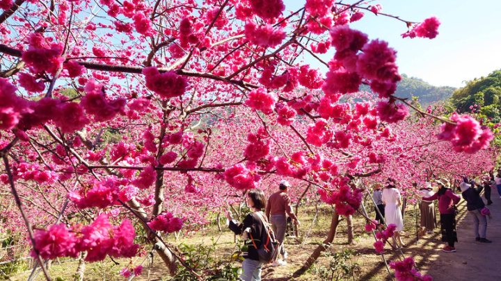 嘉義縣番路鄉半天岩櫻花園百株八重櫻近日盛開，園主免費開放民眾遊賞。