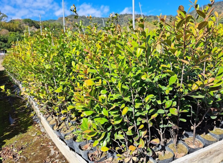 嘉義林管處112年在「台灣原生樹木種苗網」販售給景觀營造業者具有景觀綠美化、抗氣候變遷的象牙木（圖）等原生種樹苗，推廣種植原生樹木。（嘉義林管處提供）