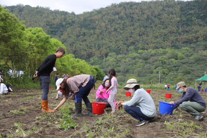 花蓮明淳有機農場舉辦體驗採收馬鈴薯活動，將於26、27日登場，場主陳柏叡（左1）表示，以往每年報名都爆滿，顯示民眾對孩子的食農教育有一定的認知基礎，過去均免費體驗，今年酌收費用，希望活動能更好。