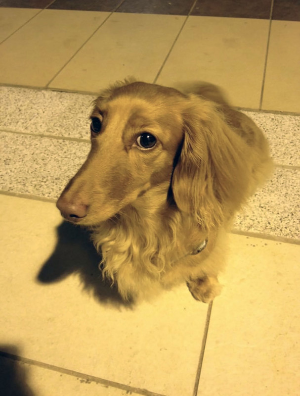 新竹縣動保所18日表示，即日起至12月5日（或經費用罊為止），設籍竹縣民眾可攜帶完成寵物登記及狂犬病預防注射的家犬、貓至縣府委託辦理絕育補助的動物醫院執行絕育手術，即可向動保所申請相關補助。圖為民眾所飼養家犬。